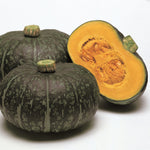 Hybrid Buttercup/Kabocha Squash - Delica