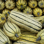 OP Delicata Squash - Delicata