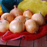 Hybrid Intermediate Day Yellow Onion - Delightful