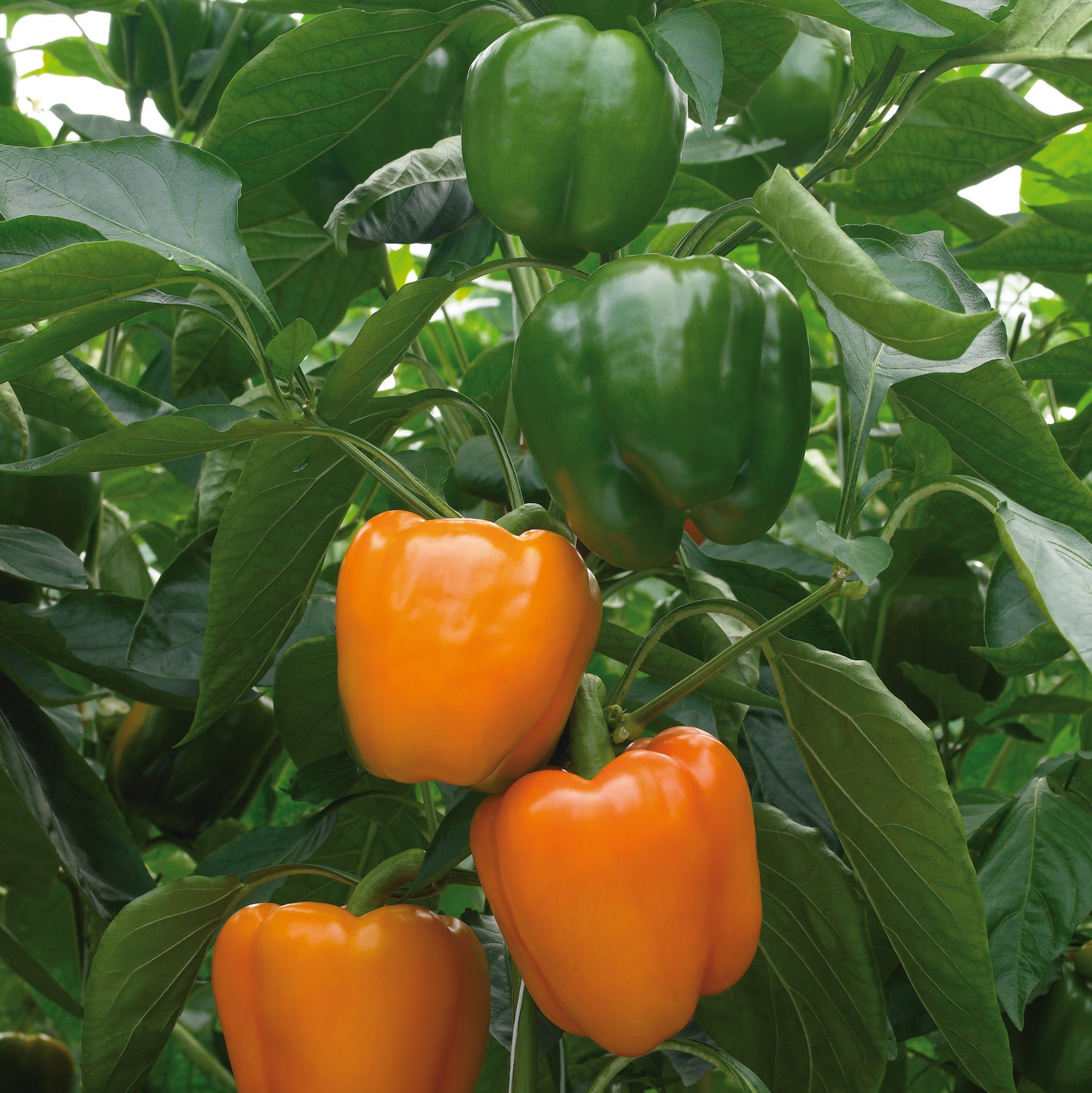 Hybrid Orange Bell Pepper - Delirio