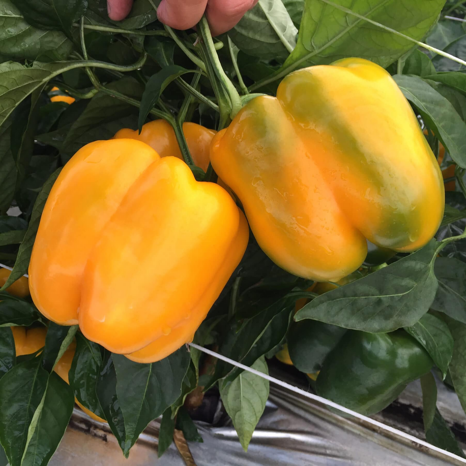 Hybrid Yellow Bell Pepper - Delray S10