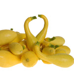Hybrid Yellow Crookneck Squash - Delta