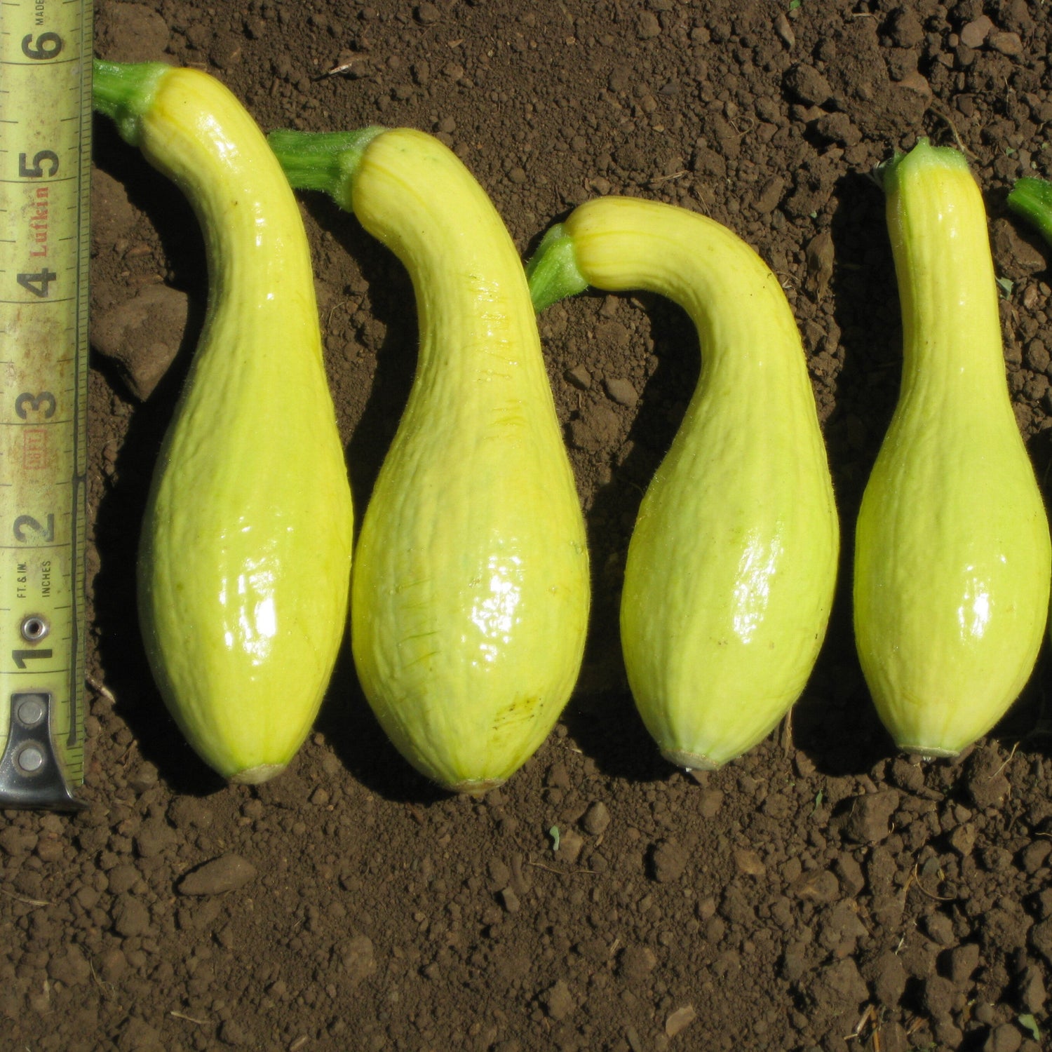 Hybrid Yellow Crookneck Squash - Delta