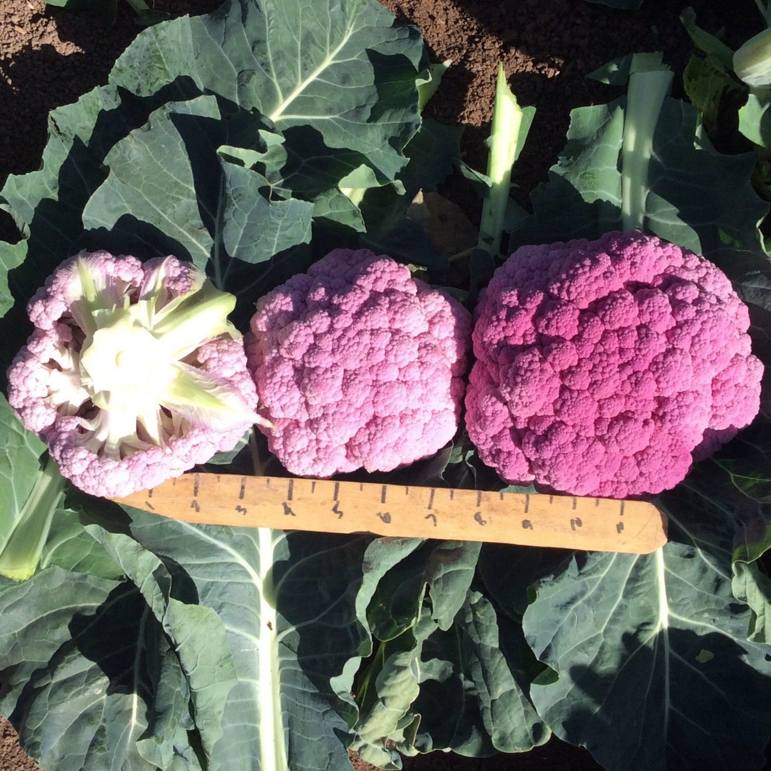 Hybrid Purple Cauliflower - Depurple