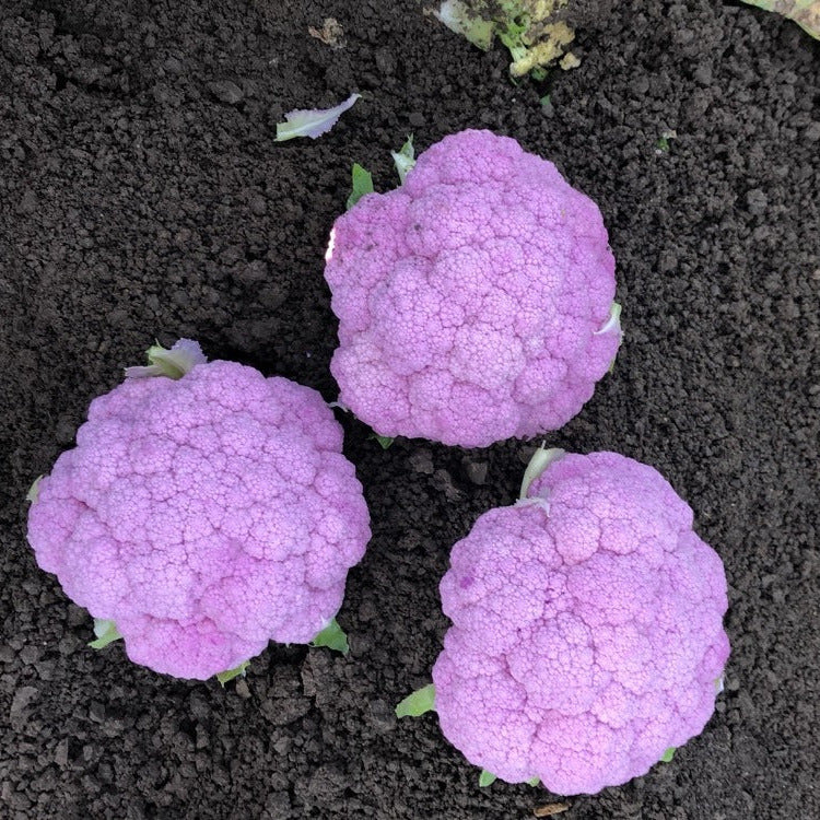 Hybrid Purple Cauliflower - Depurple