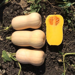 Hybrid Butternut Squash - Desert Lark