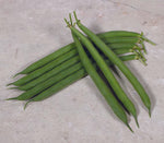 OP Green Bush Bean - Desperado