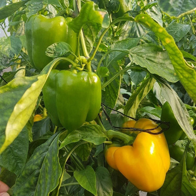 Hybrid Greenhouse Yellow Bell Pepper - Dicaprio