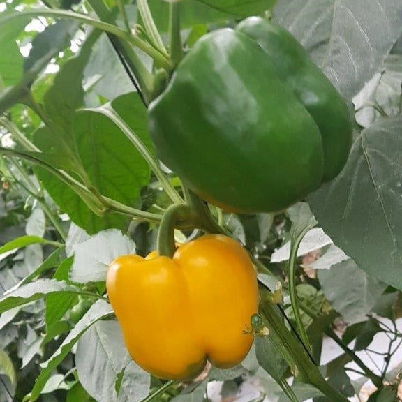 Hybrid Greenhouse Yellow Bell Pepper - Dicaprio