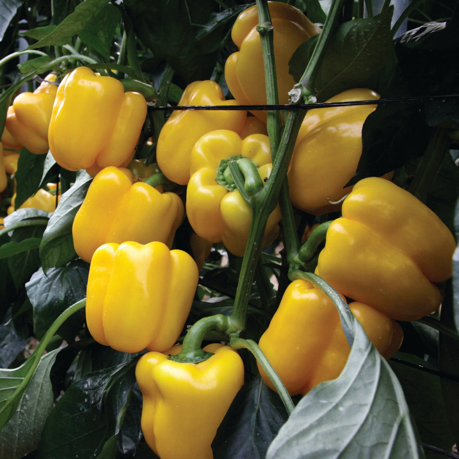 Hybrid Greenhouse Yellow Bell Pepper - Dicaprio