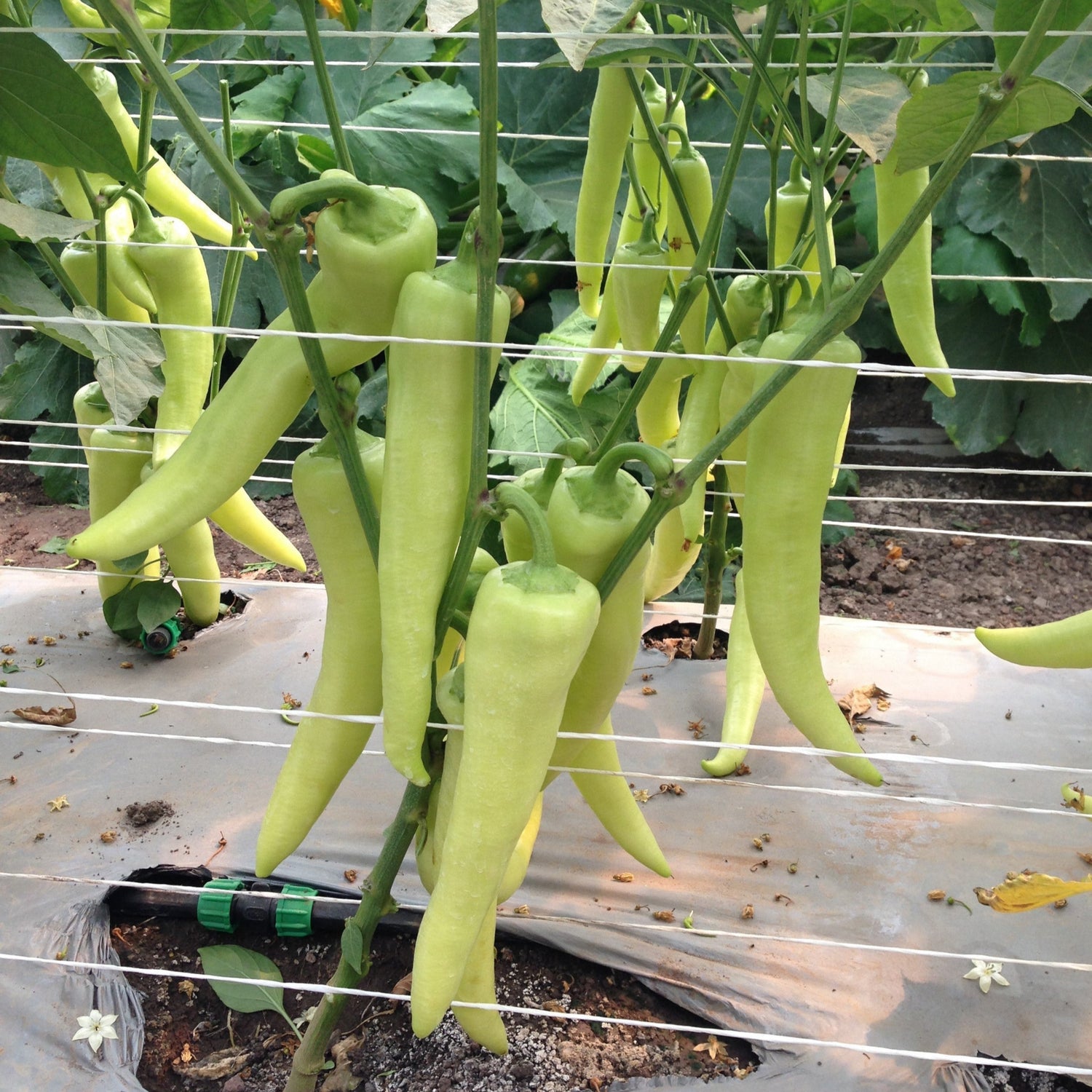 Hybrid Sweet Banana/Hungarian Pepper - Doblon