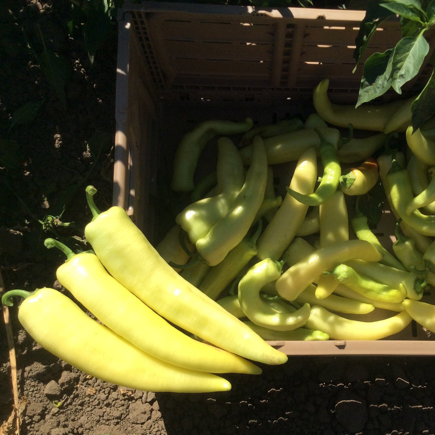 Hybrid Sweet Banana/Hungarian Pepper - Doblon
