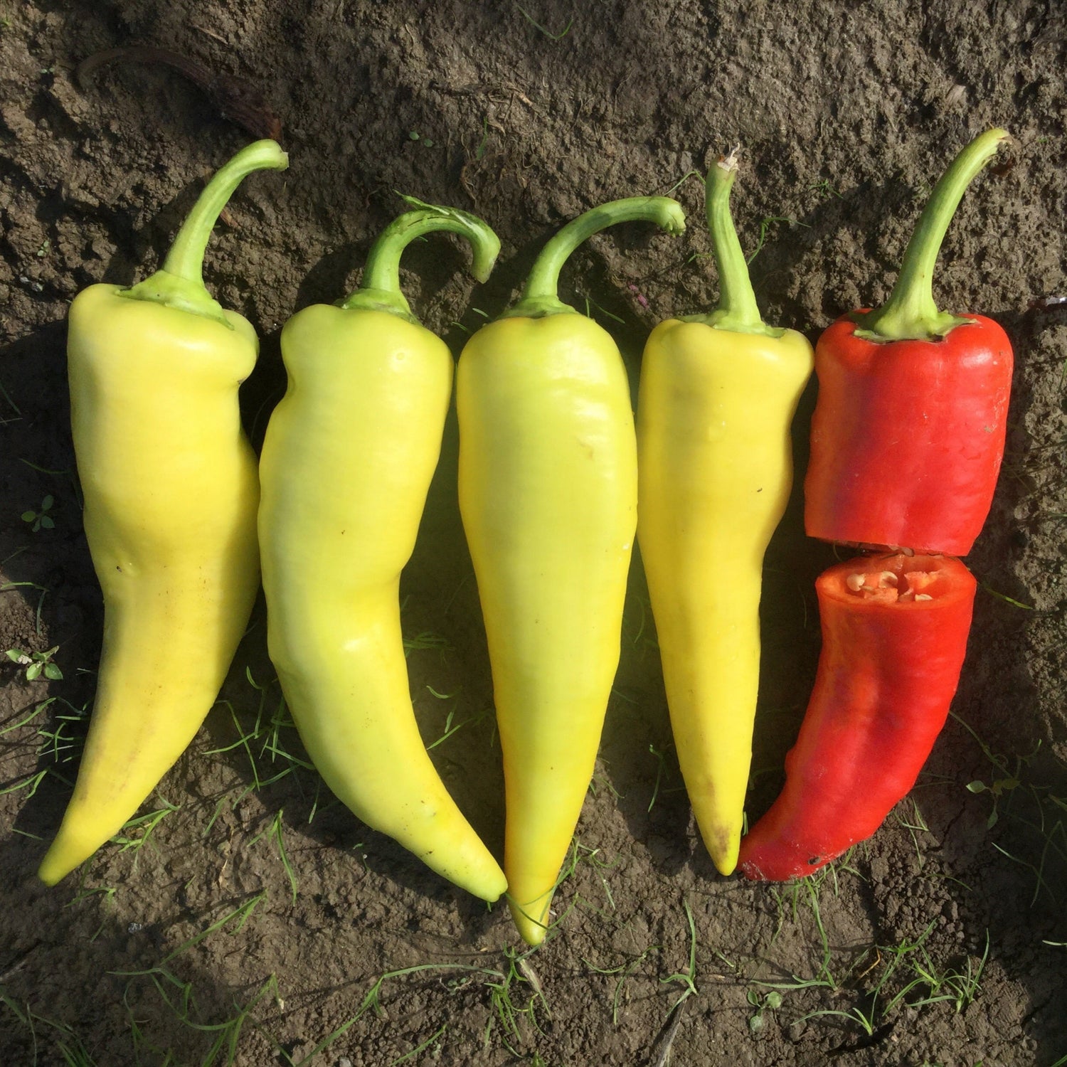 Hybrid Sweet Banana/Hungarian Pepper - Doblon