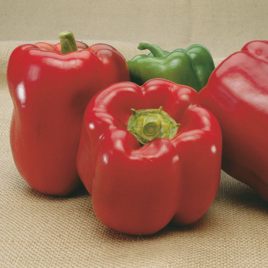 Hybrid Red Bell Pepper - Double Up
