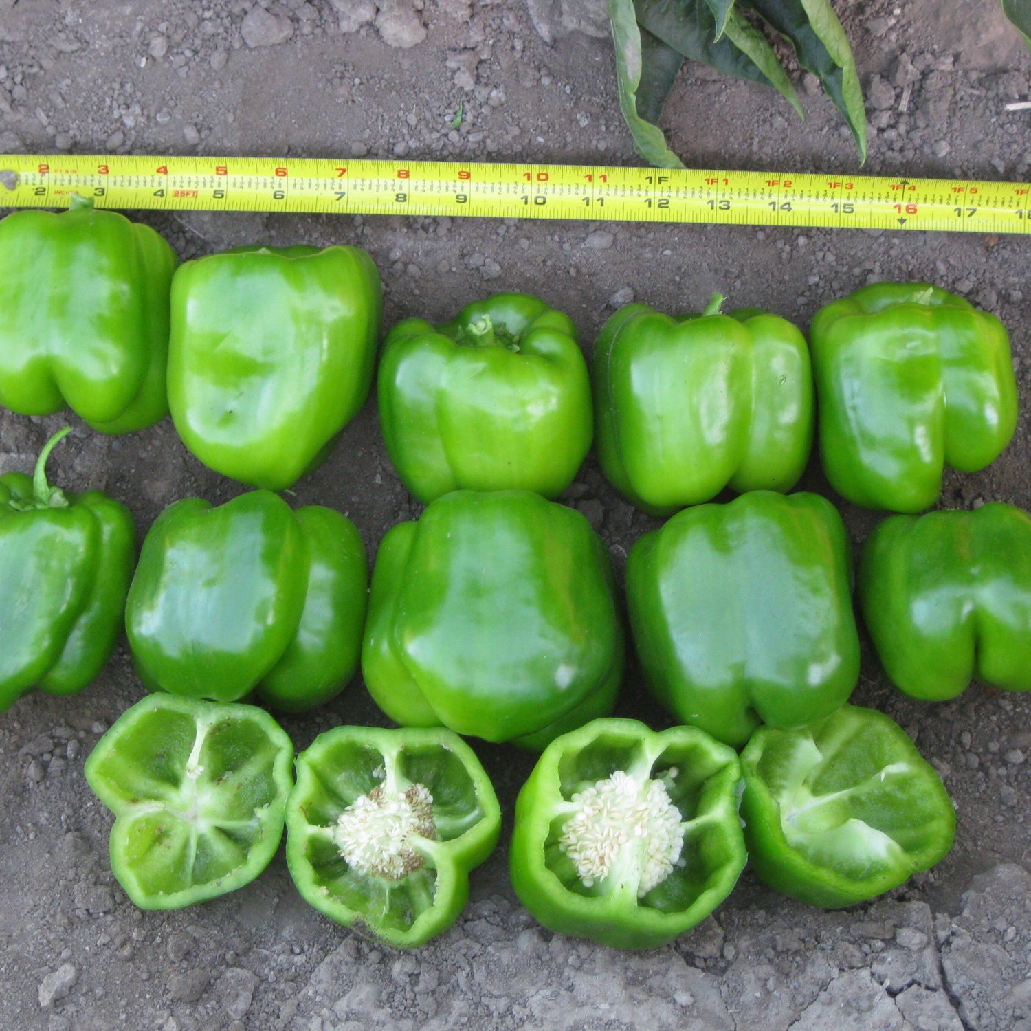 Hybrid Red Bell Pepper - Double Up