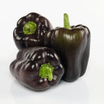 Hybrid Purple Bell Pepper - Dragonfly