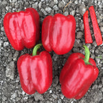 Hybrid Red Bell Pepper - Dunbar