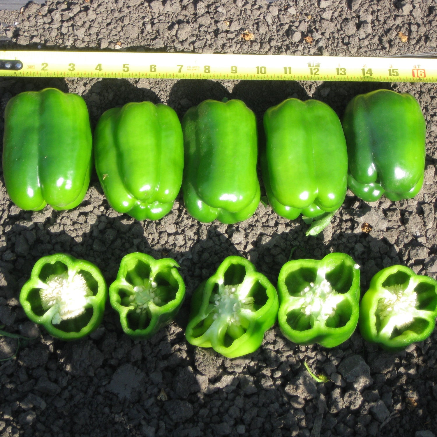 Hybrid Red Bell Pepper - Dunbar