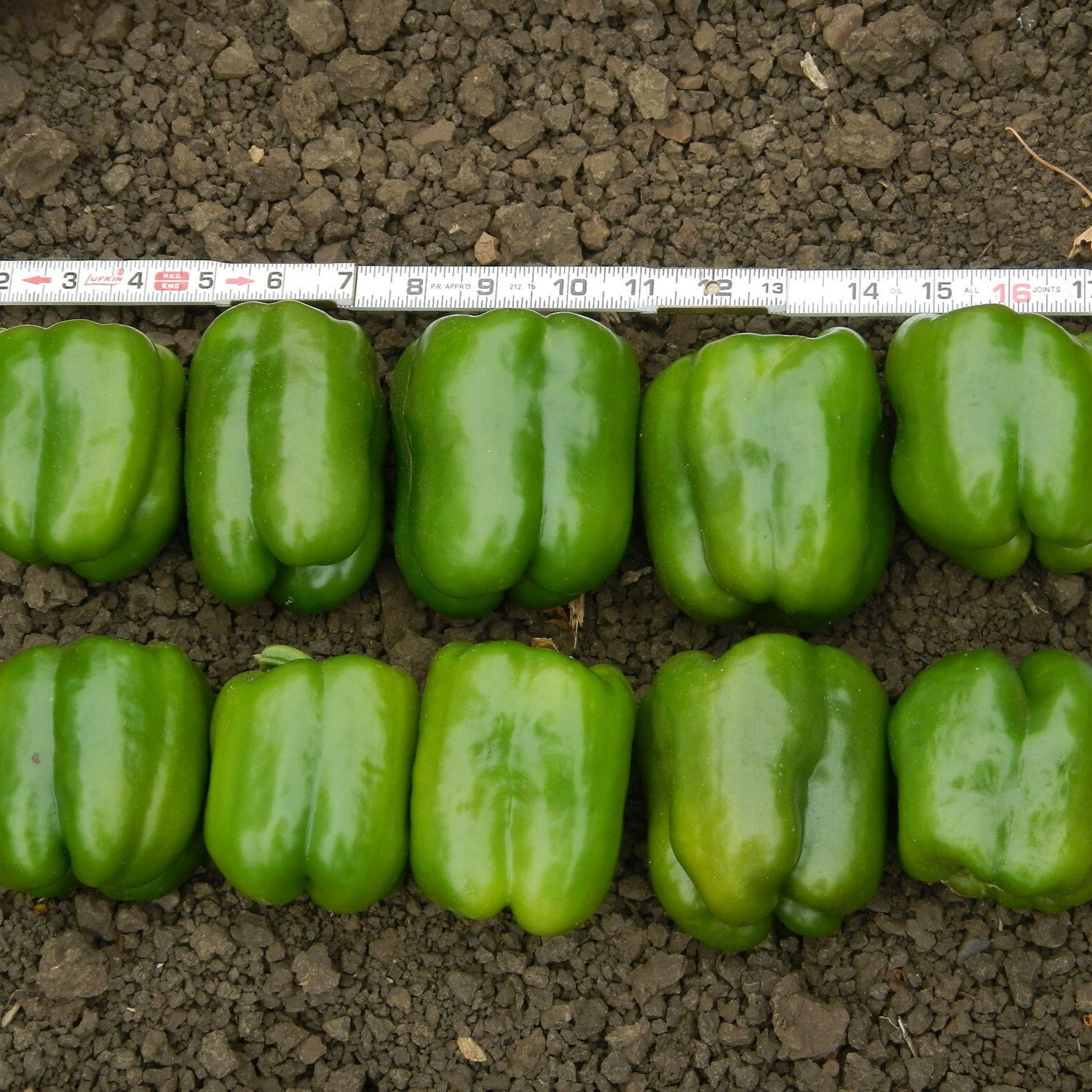 Hybrid Red Bell Pepper - Dunbar
