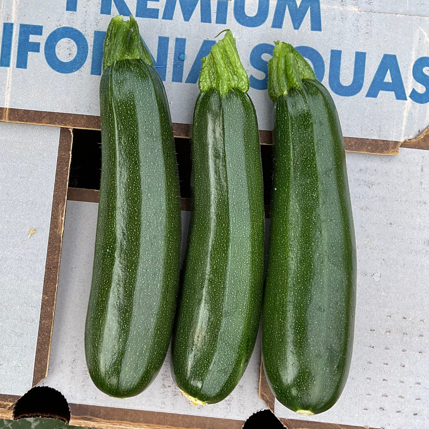 Hybrid Green Zucchini Squash - Dunja