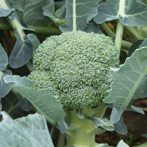 Hybrid Broccoli - Durapak 19