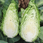 Hybrid Pointed Cabbage - Dutchman