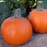 Hybrid Small/Pie Pumpkin - Early Abundance