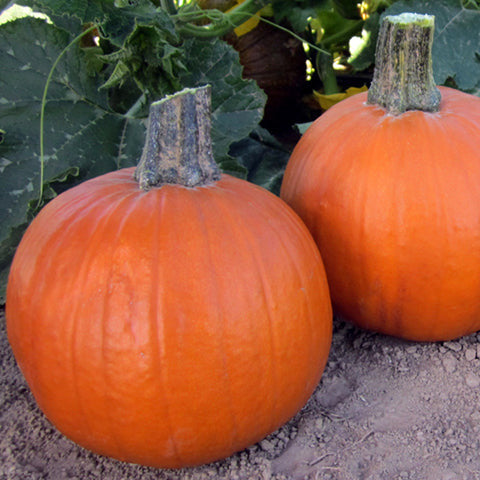 Hybrid Small/Pie Pumpkin - Early Abundance