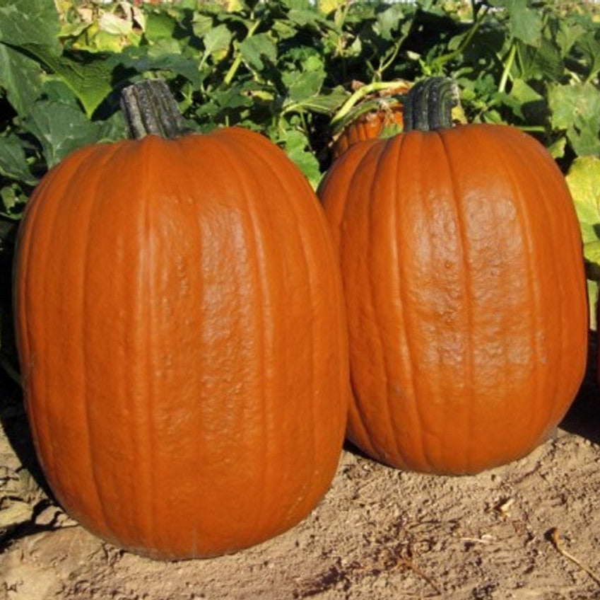 Hybrid Carving Pumpkin - Early Giant