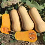 Hybrid Butternut Squash - Early Nutter