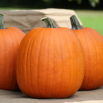 Hybrid Carving Pumpkin - Early Prince