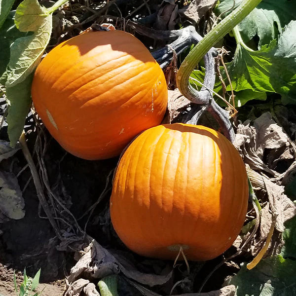 Hybrid Carving Pumpkin - Early Prince