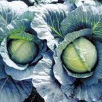Hybrid Green Cabbage - Early Thunder