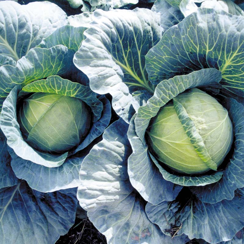Hybrid Green Cabbage - Early Thunder
