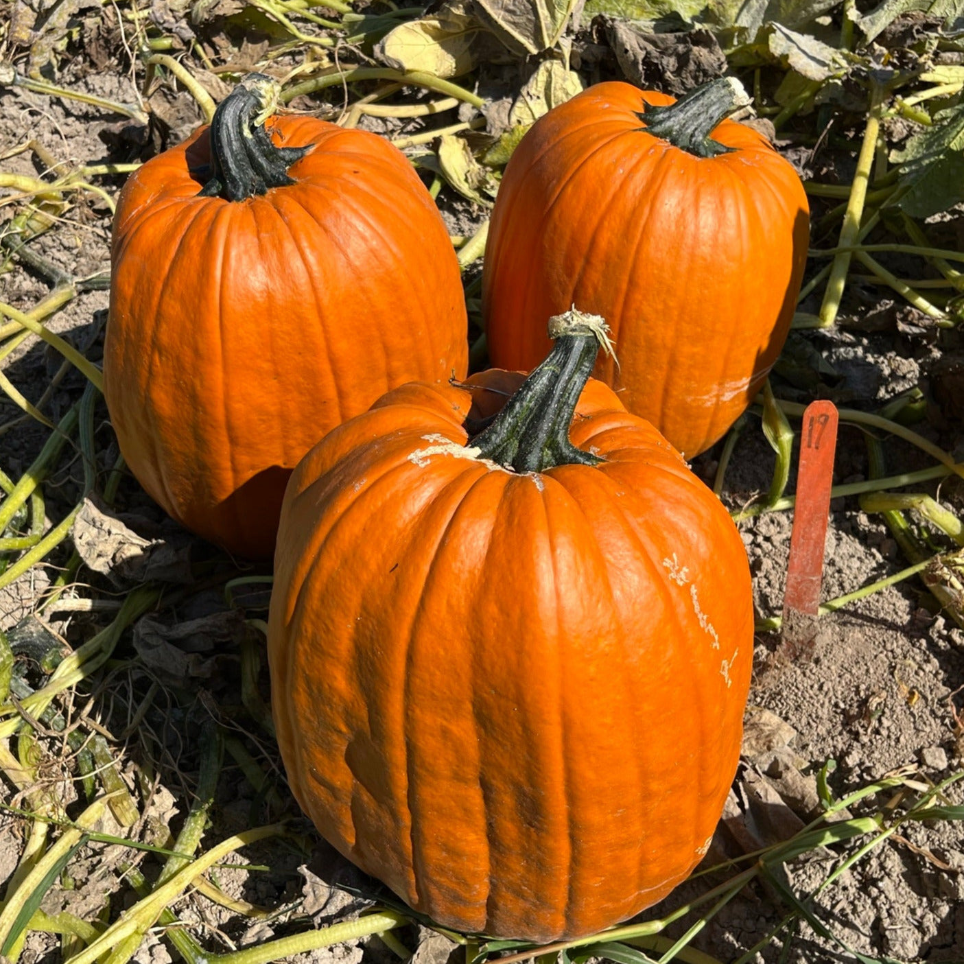Hybrid Carving Pumpkin - Early Giant