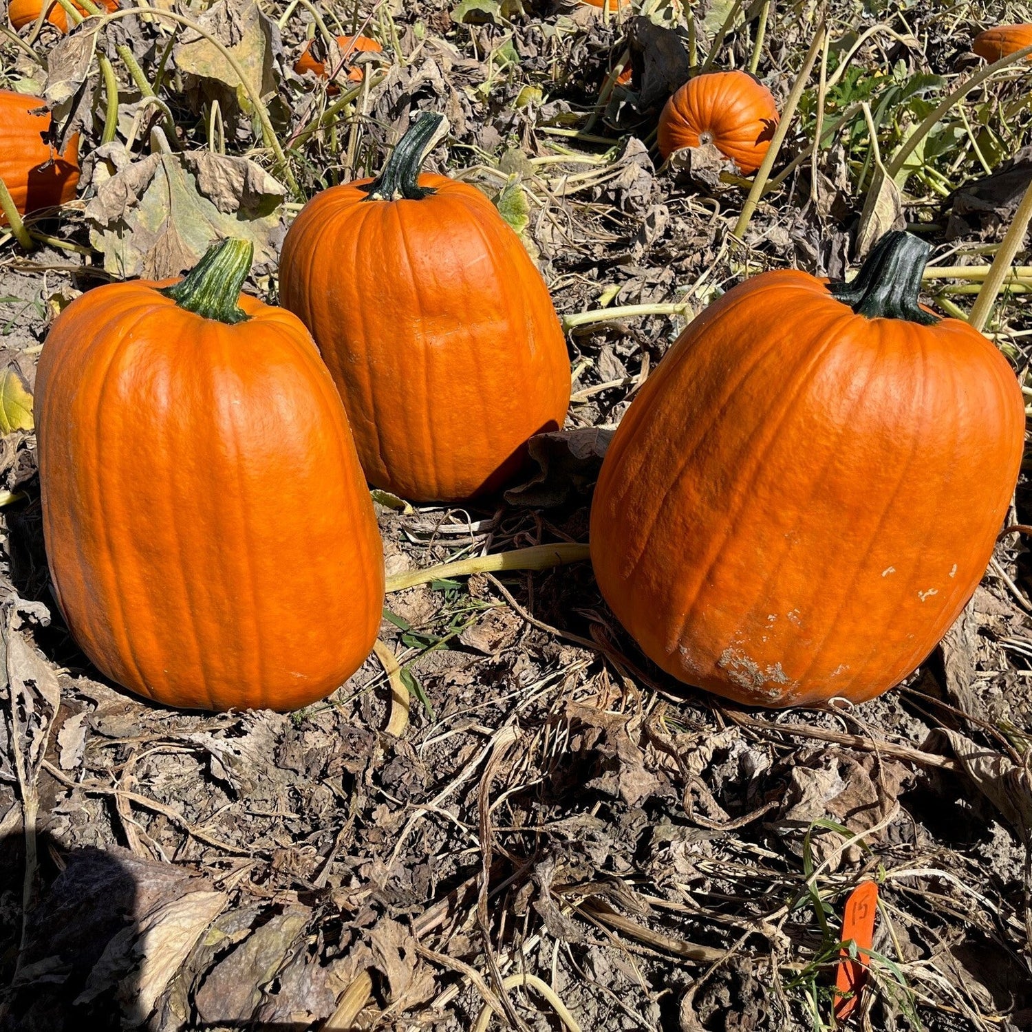 Hybrid Carving Pumpkin - Early Giant