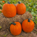 Hybrid Carving Pumpkin - Early King