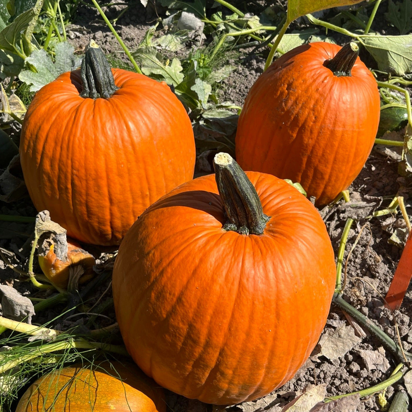 Hybrid Carving Pumpkin - Early King