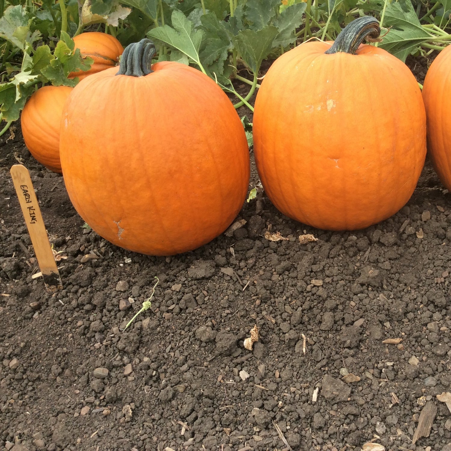 Hybrid Carving Pumpkin - Early King