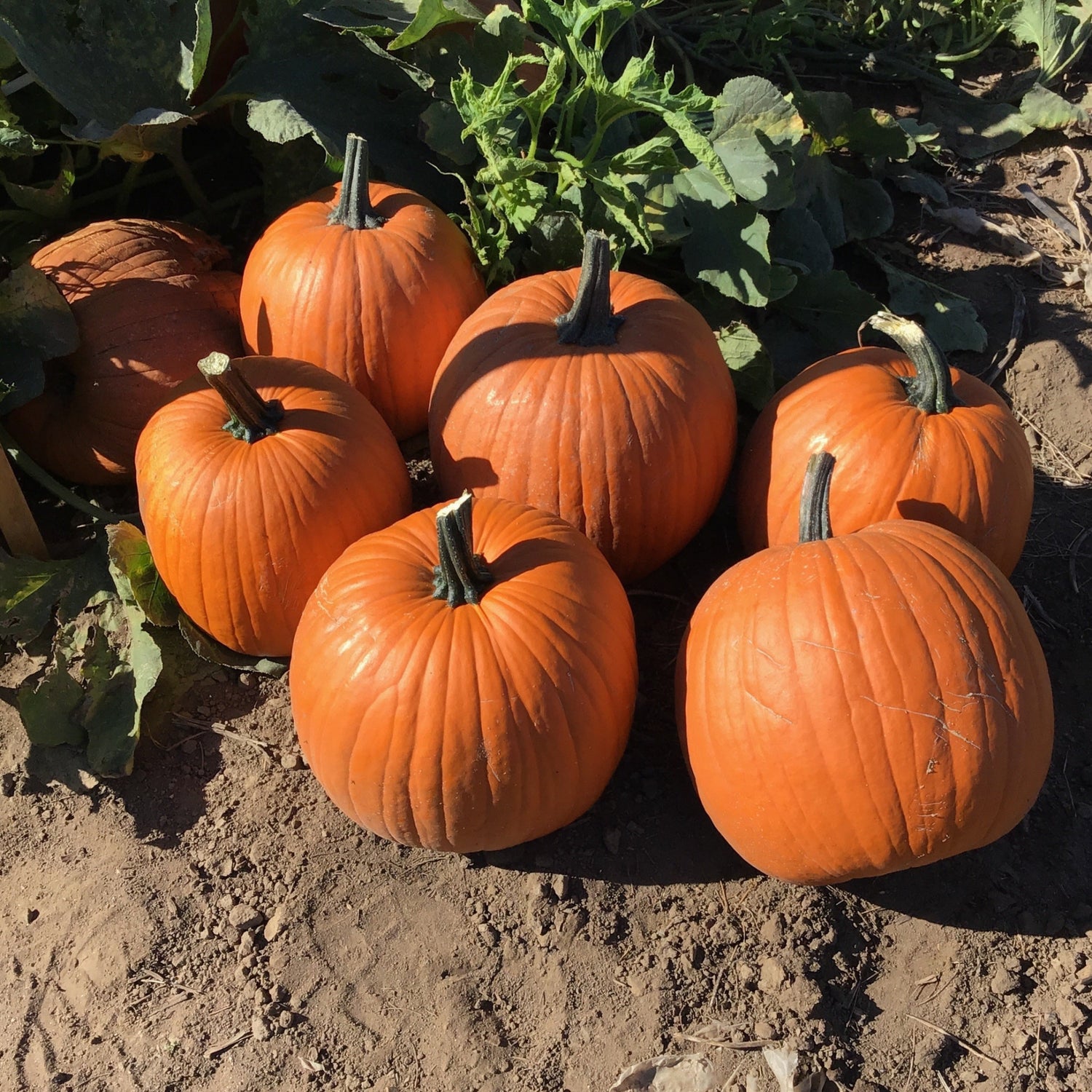 Hybrid Carving Pumpkin - Early Prince