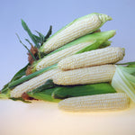 Hybrid Supersweet White Corn - Eden RMN