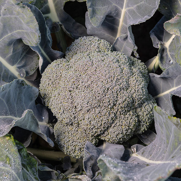 Hybrid Broccoli - Eiffel