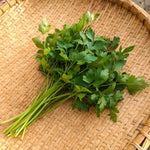 OP Plain Parsley - Einfache Schnitt