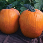 Hybrid Carving Pumpkin - El Toro