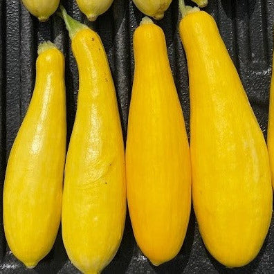Hybrid Yellow Straightneck Squash - El Dorado