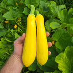 Hybrid Yellow Straightneck Squash - El Dorado