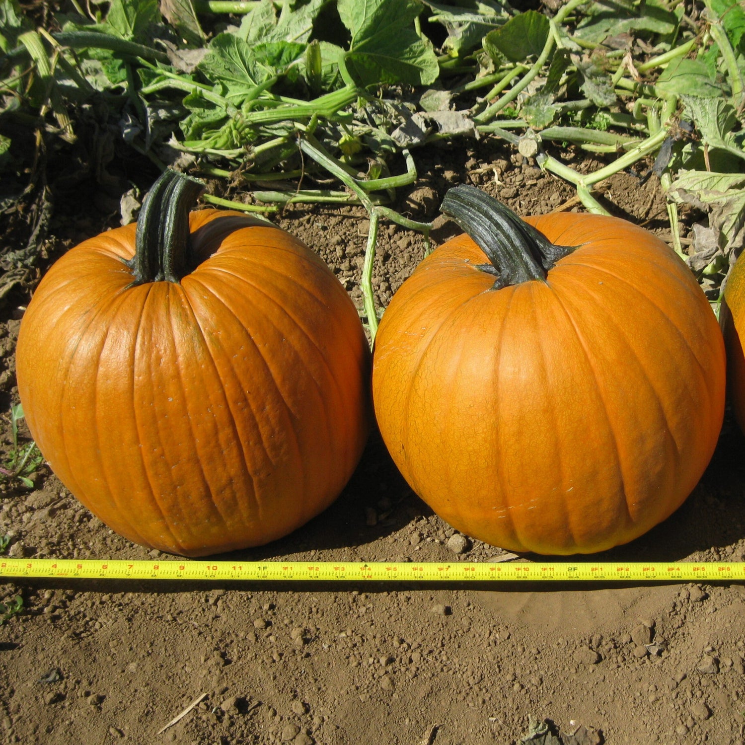Hybrid Carving Pumpkin - El Toro