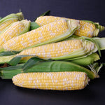 Hybrid Supersweet Bicolor Corn - Elysian