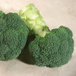 Hybrid Broccoli - Endurance