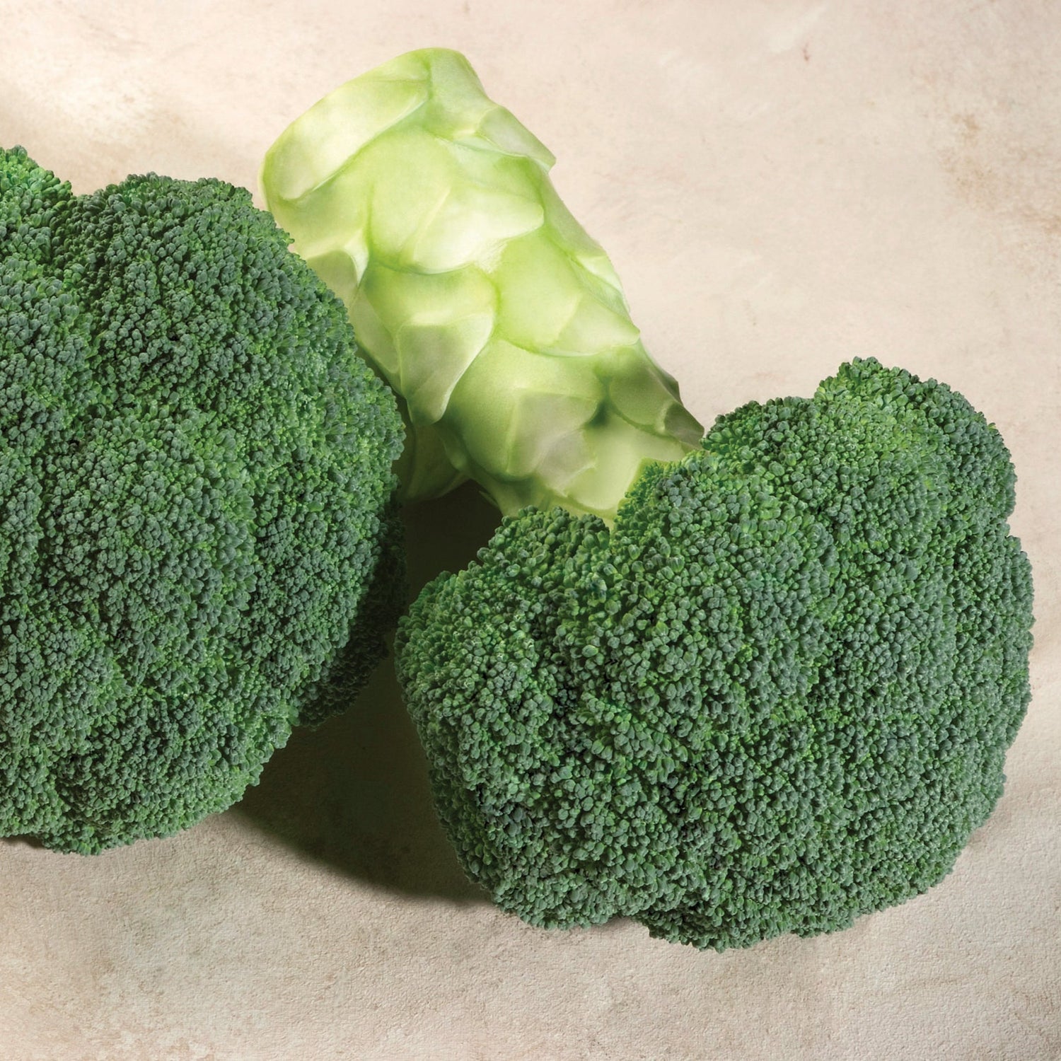 Hybrid Broccoli - Endurance